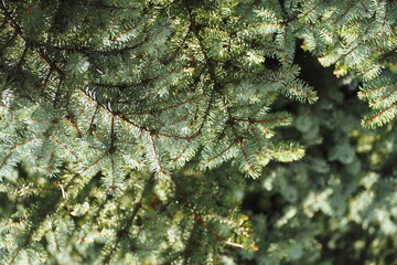 Iglasta gałąź © vofchok