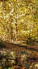 Fototapeta premium Parco La Sponga