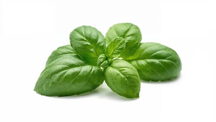 Fototapeta premium Close-up photo of vibrant green basil leaves on a white backdrop in a studio setting