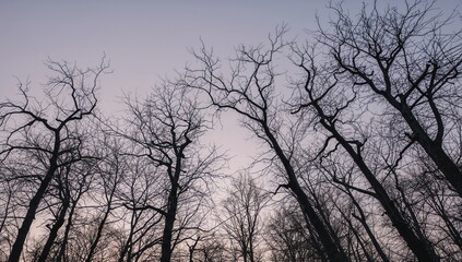 Bare trees in a low perspective view, highlighting seasonal change