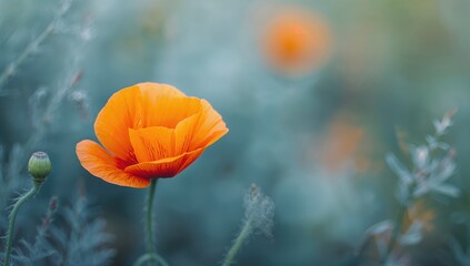 Fototapeta premium Close-up of an orange eschscholzia blossom amidst a blue leafy background