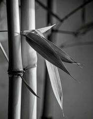 Détails de tiges et feuilles de bambous en noir et blanc. Generated Image. 