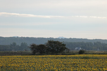 秋のひまわり畑