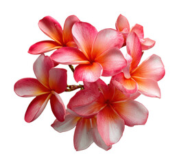 Vibrant plumeria flowers tropical garden nature isolated on transparent background