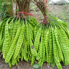 Fresh Green Petai Bundles (Parkia Speciosa) – Tropical Exotic Vegetable from Asia