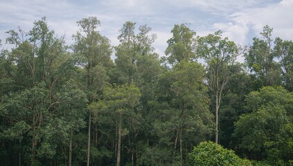 Obraz premium Elevated Terrain with Tree Canopy