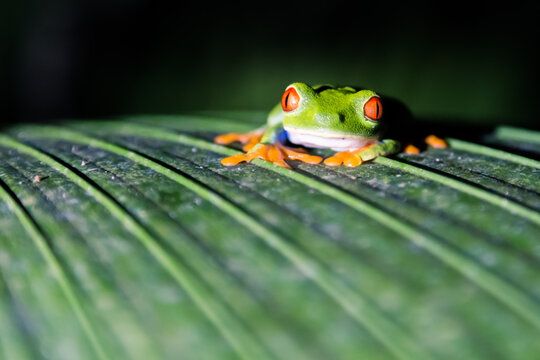 Close up of Red eyed tree frog at night, Arenal, Costa Rica
