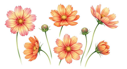 Cosmos flowers garden flora with orange and pink petals