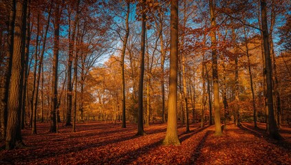 Fototapeta premium Brilliant fall glow in the garden