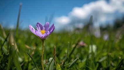 Fototapeta premium Vibrant Purple Bloom Emerging Amidst Lush Greenery, Seasonal Change