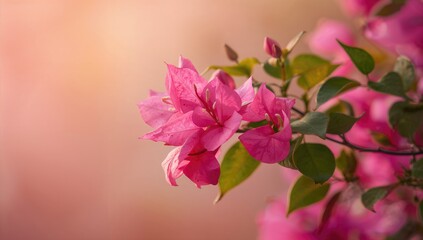 Obraz premium Vibrant Pink Bougainvillea Blossom in Springtime Nature