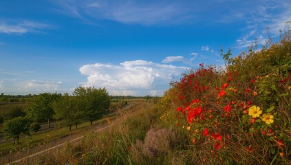 Obraz premium Vibrant flowers and clear blue sky landscape, nature scene, seasonal change