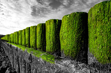 Breakwater made of wood trunks with bright green algae and barnacles on the coast of the island of Norderney (Germany) at low tide. Colorful green isolated on contrasting black and white background.