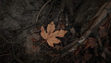 Fototapeta premium Autumn leaf resting on the ground, seasonal change