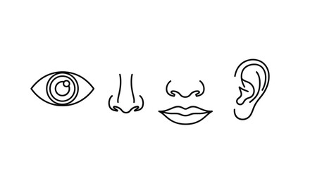 Minimalist line art drawing of human facial features eye nose mouth ear vector