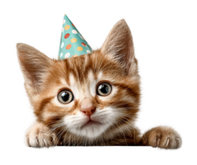 Playful kitten birthday celebration pet cute isolated on transparent background