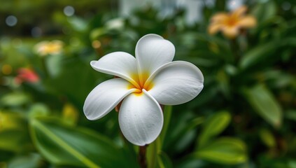 Obraz premium Close-up of a white plumeria flower with a vibrant green backdrop, symbolizing natural beauty