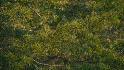 Obraz premium Detailed view of evergreen tree limbs