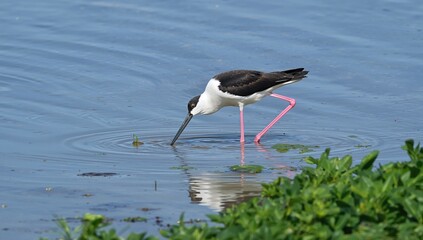 Black winged stilt foraging for prey in water, showcasing wildlife behavior, Earth Day