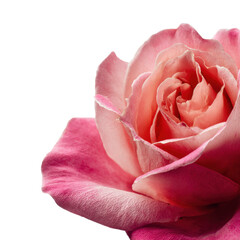 Captivating pink rose bloom nature floral view isolated on transparent background