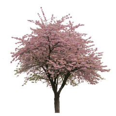 Obraz premium A single blooming cherry blossom tree on transparent background