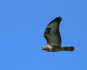 eagle in flight