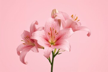Obraz premium Three Pink Lily Blooms on a White Background