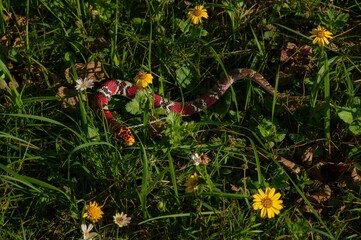 Garter snake found in urban environment