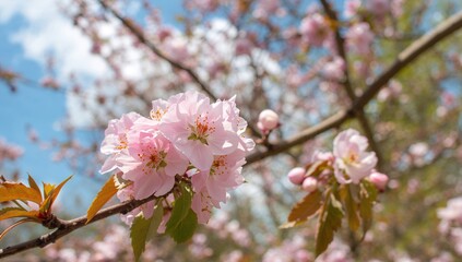 Close-up of pink flowers on a tree during springtime