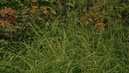 During summer in Spain, lush greenery and vibrant foliage form a beautiful garden backdrop, reflecting a thriving ecosystem.
