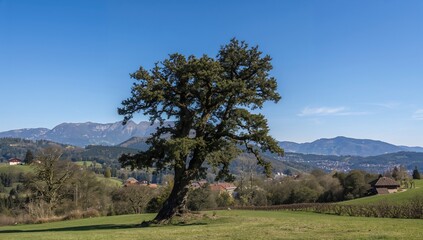 Obraz premium Forest and blue sky over hills in a small rural area