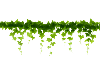 Green hanging vine border isolated on transparent background, ideal for eco, nature, or decorative designs..