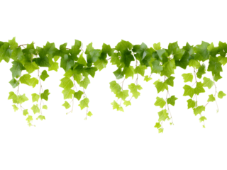 Green hanging vine border isolated on transparent background, ideal for eco, nature, or decorative designs..