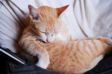 Relaxed Orange Cat Grooming on Cozy Chair in Soft Natural Light