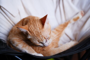 Relaxed Orange Cat Grooming on Cozy Chair in Soft Natural Light