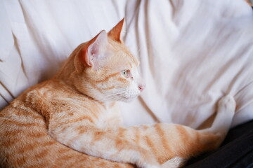 Relaxed Orange Cat Grooming on Cozy Chair in Soft Natural Light