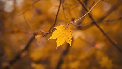 Obraz premium Autumn leaves background, ideal for editorial header design