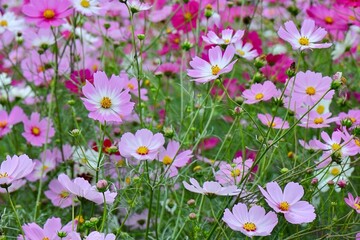 天を仰ぎ咲き誇るコスモス