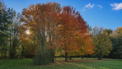 Maple trees bathed in early daylight