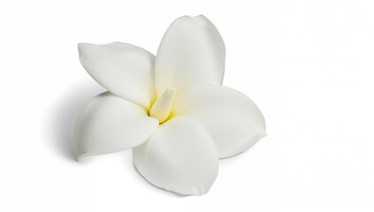 Naklejka premium Gardenia flower, close-up of white bloom on white backdrop, suitable for editorial header background