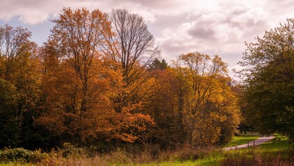 Fototapeta premium Autumn Foliage in Forested Areas, Seasonal Change