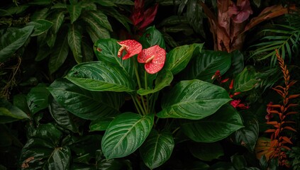 Anthurium Flower Surrounded by Greenery, Seasonal Blooming