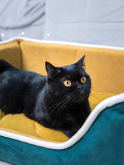 Black Cat sitting on the sofa at home. Black Persian cat lying on the sofa in a house.