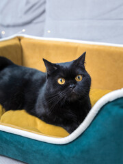 Black Cat sitting on the sofa at home. Black Persian cat lying on the sofa in a house.