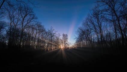Fototapeta premium Twilight forest scene with clear skies and soft illumination, showcasing seasonal change
