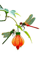 strawberry with leaves