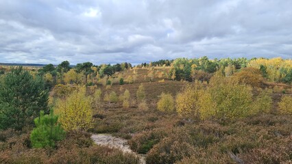 Naklejka premium Les magnifiques landes de bruyère de la forêt de Rochefort-en-Yvelines en automne (Île-de-France)
