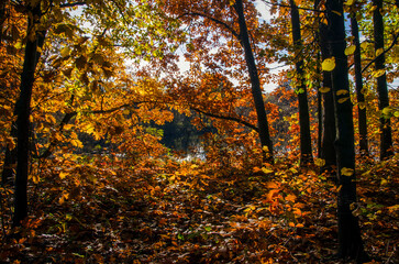 A Window into Autumn. Nature Reserve, Kyiv, Ukraine
