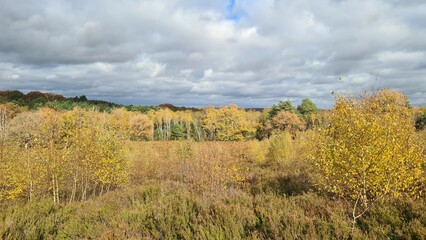 Les magnifiques paysages de la forêt de Rochefort-en-Yvelines en automne (Île-de-France)