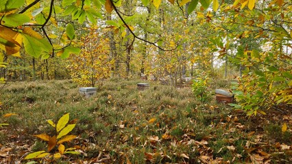 Des ruches perdues au fin fond de la forêt de Rambouillet